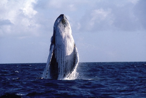 Image: humpback whale