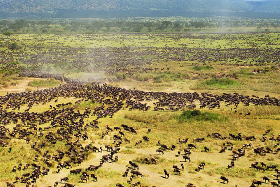 Image: Serengeti plain