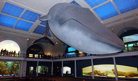 Image: A 94-foot-long blue whale model hangs over the exhibit space at the American Museum of Natural History