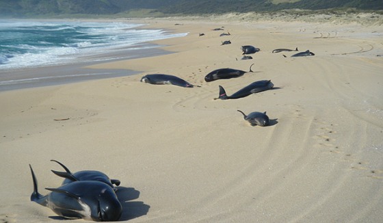 Some of the dozens of pilot whales that beached themselves in Spirits Bay, New Zealand, are seen Wednesday.