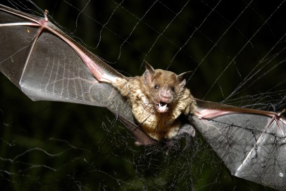 Image: vampire bat