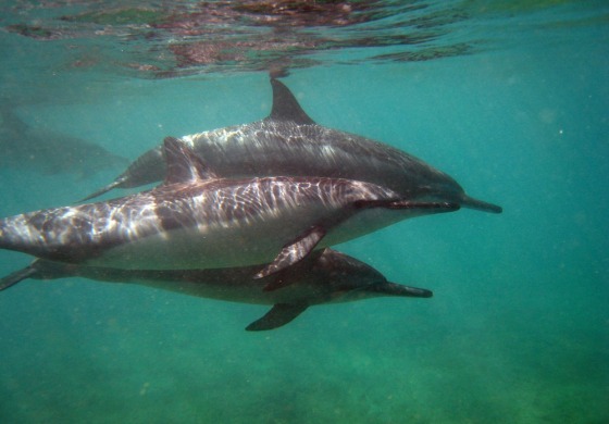 Image: DOLPHINS