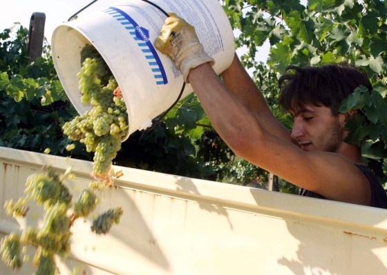 Image: Tuscan wine harvest