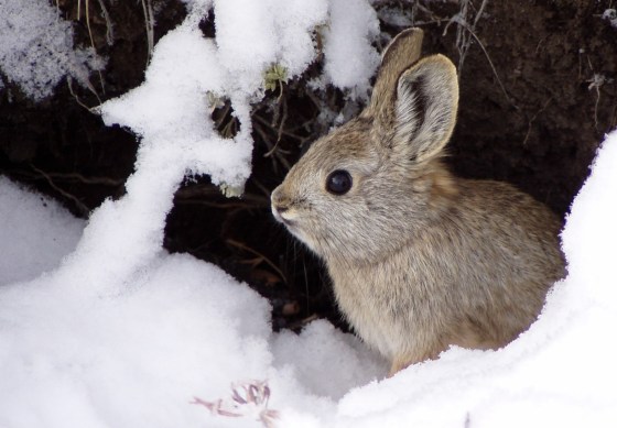Pygmy rabbits are the smallest rabbit species in North America, weighing around a pound and growing no bigger than a foot long.