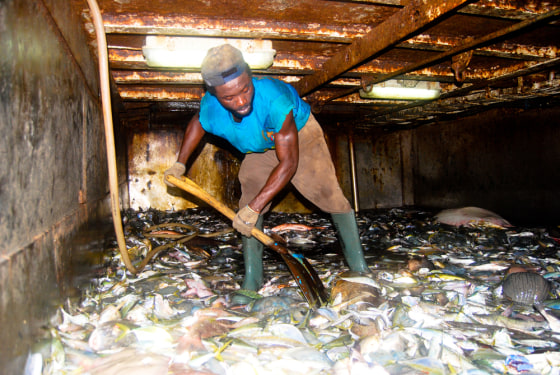 A fisherman works below deck on board the Aspari-3, which was caught fishing illegally in Sierra Leonean waters in November 2008.