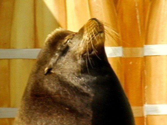 The sea lion known as Sgt. Nevis is due to undergo plastic surgery to repair a wound apparently caused by a gunshot to the head.