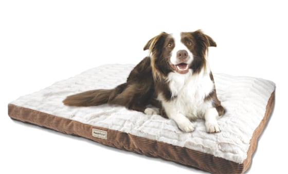 Pooch planet dog bed sam's club best sale