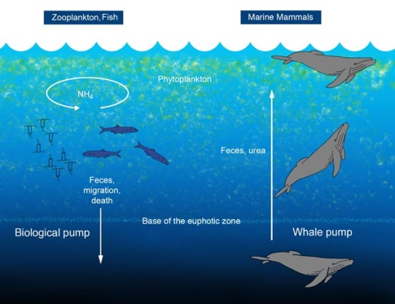 Image: Whale graphic