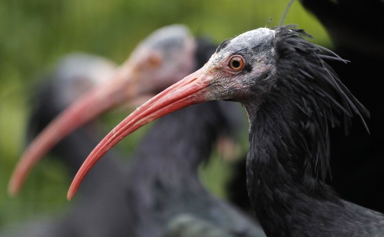 Image: Waldrapps, a critically endangered species, perch inside the breeding aviary cage at the Preservation and Research Center in Yokohama