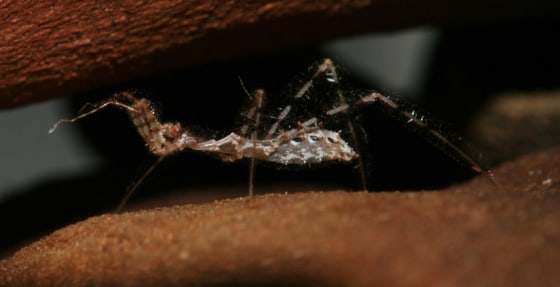 Image: Assassin bug