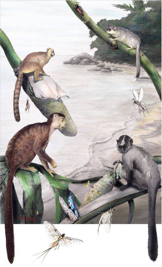 Image: Primate reconstruction
