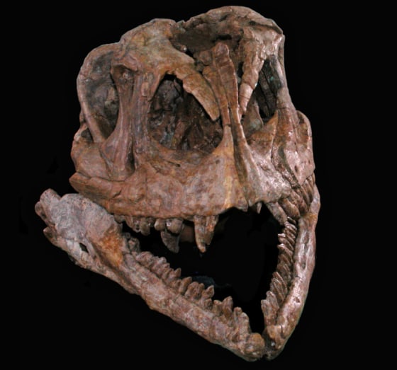 Image: Yizhousaurus skull