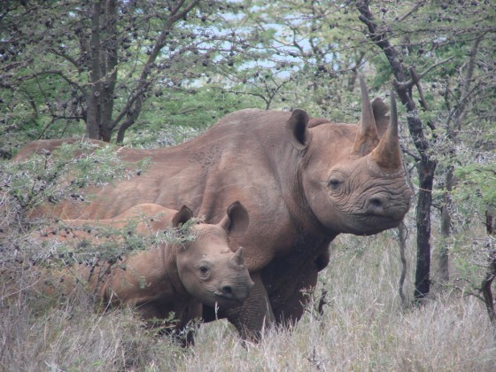 The female black rhino killed last Saturday is seen earlier with her calf, which was wounded.