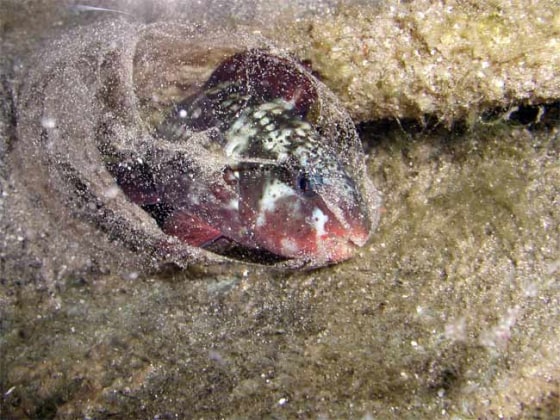 Close-up of a parrotfish inside a clear mucus cocoon covered in fine sand particles.