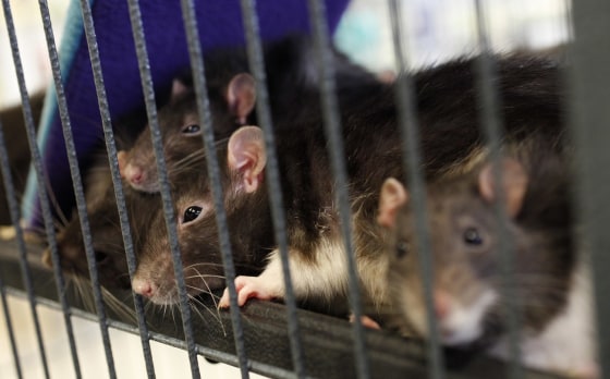 The rats are separated by gender at Andy's Pet Shop in San Jose, Calif., on Sunday.