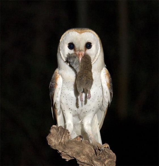 Image: Female barn owl
