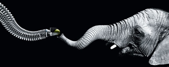 Image: Robotic arm and elephant's trunk