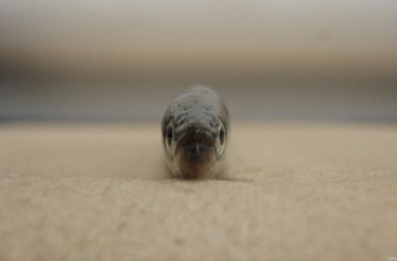 Image: Face of a Pacific Sand Lance