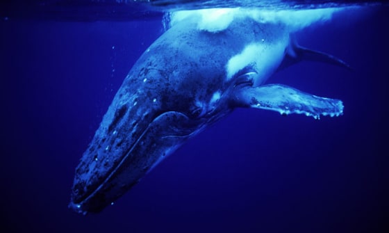 Image: Whale