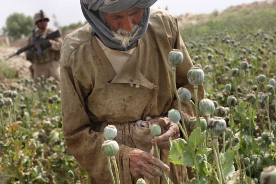 Image: A U.S. Marine from the 24th Marine Expeditionary Unit, stands near a poppy field while a laborer cultivates poppy bulbs
