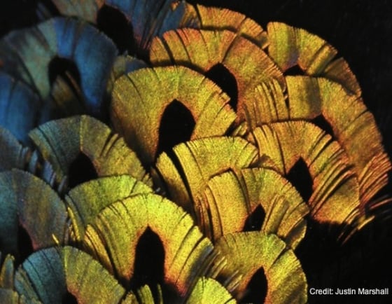 Image: feathers of a bird