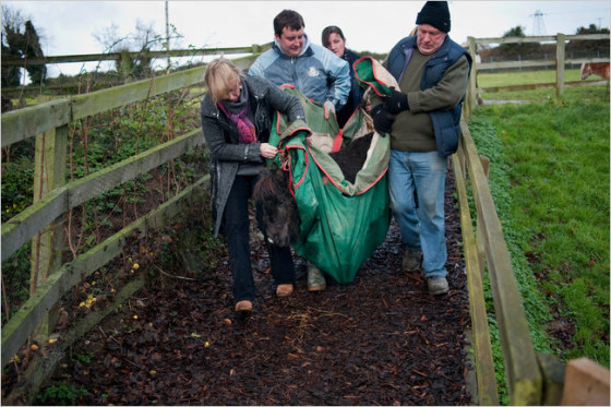 Image: Workers at the Dublin Society for the Prevention of Cruelty to Animals welfare center attempt to treat Napoleon