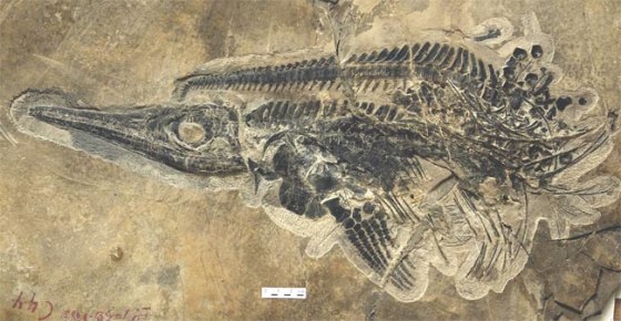 A fossil of the dolphin-bodied marine reptile known as an ichthyosaur, discovered as part of a giant cache of nearly 20,000 fossils in China.