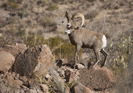 Image: Desert bighorn ram
