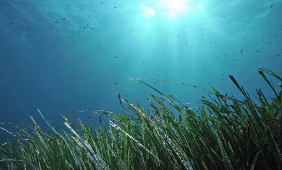 Image: Subterranean microbial ecosystems in ocean