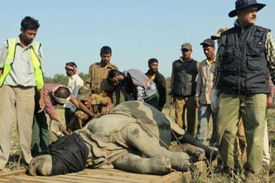 Image: Rhino being loaded into crate