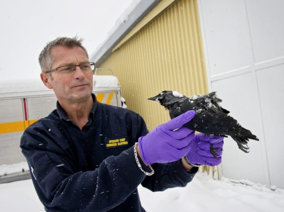 Image: Rescue chief Christer Olofsson poses with a dead bird in Falkoping