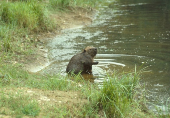 Image: Beaver river