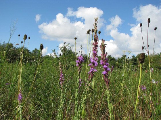 Image: Grasses and wildflowers