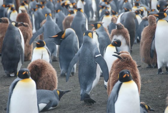 Image: King penguins