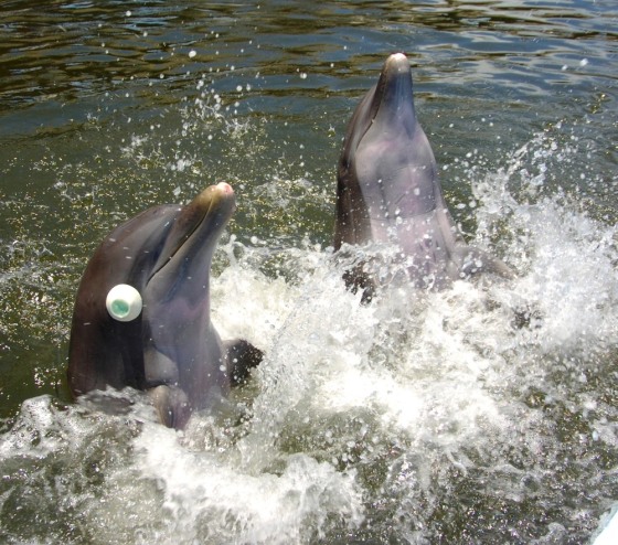 Image: Tanner, a seven-year old bootlenose dolphin, is seen at the Dolphin Research Center in Grassy Key