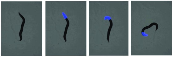 A sequence of images shows what happens when researchers illuminated the head of a worm expressing light-sensitive reagents. The light produces a coiling effect in the head and causes the worm to crawl in a triangular pattern.