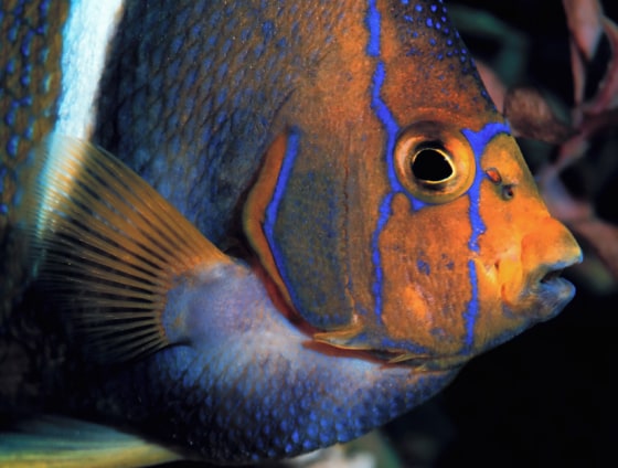 Image: Angelfish