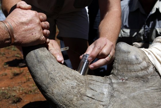 Image: Rangers insert a GPS on an eight year old Rhino to keep track of its movements and attempts at poaching, at the Mafikeng Game Reserve