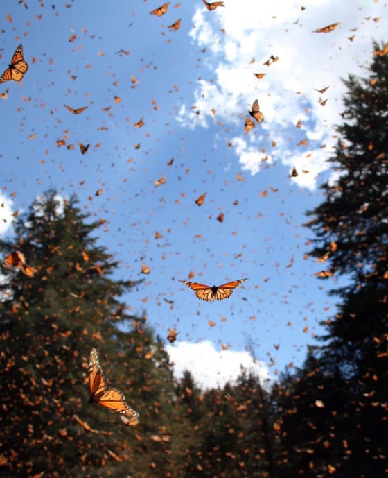 Monarch butterflies take flight near a wintering site in central Mexico. Monarchs undertake one of the longest distance two-way migrations of any insect species worldwide. They are commonly infected by a debilitating parasite that can hinder the flight ability of migrating butterflies.