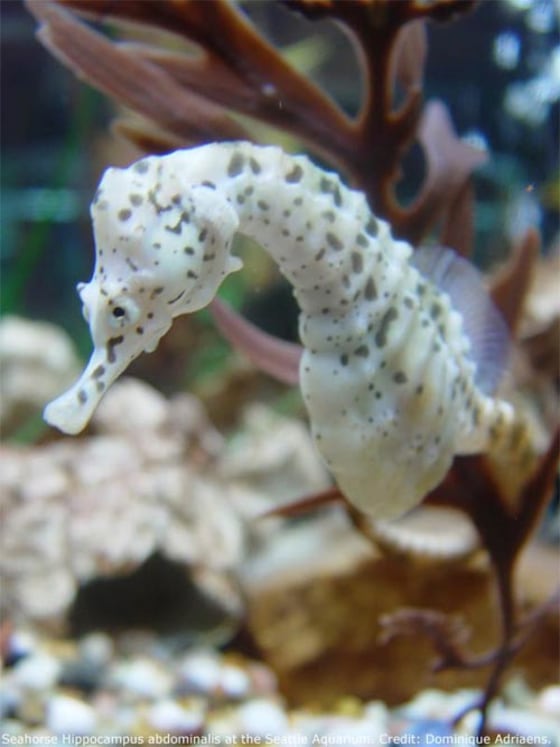 Sea horses, like this one photographed at the Seattle Aquarium, are unique among fishes for having heads and necks that resemble those of horses.