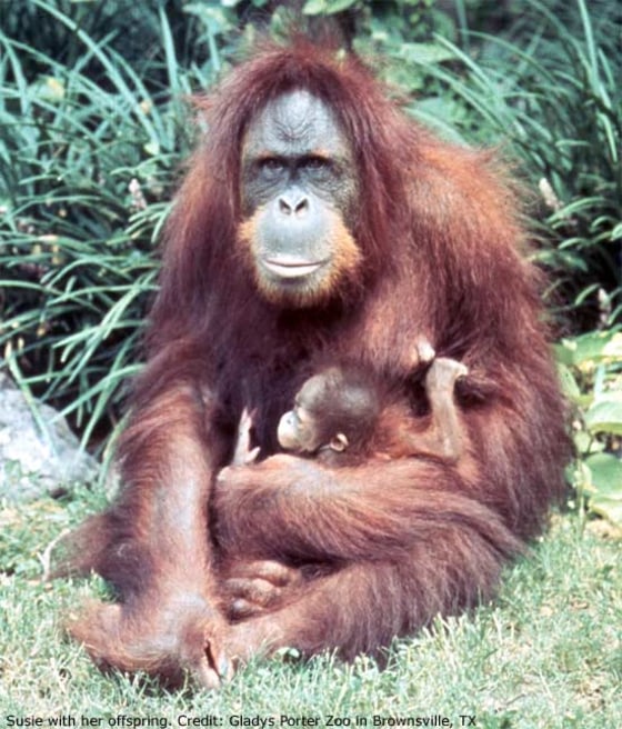 Susie and her offspring pose for a photo. She was at the center of researchers' genome work.
