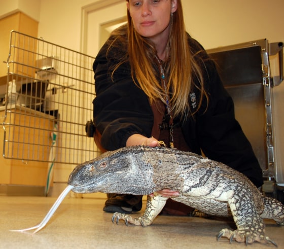 Image: 5-foot long Monitor lizard