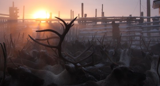 Image: RUSSIA-ARCTIC-CLIMATE-WARMING-ANIMALS-REINDEER