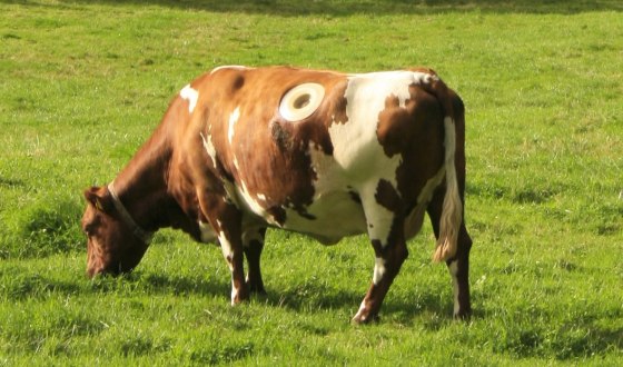 Researchers studying the enzymes inside cows cut a hole through the top of two so as to get direct access into their foreguts. They then incubated switchgrass inside the gut for 72 hours to see what enzymes worked to break it down. Cutting such holes, known as cannula, is common in the bovine research field.