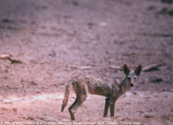 A young animal found in Eritrea, likely to be an African wolf.