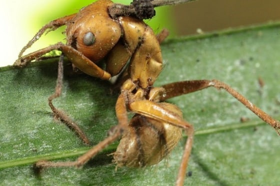 A dead ant, after being zombified by a species of parasitic fungus. The brain-controlling fungus turns ants into zombies that do the parasite's bidding before it kills them.