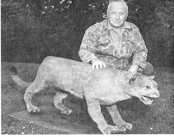 You saw a cougar Not in eastern U.S. you didn t