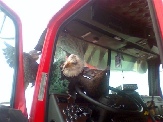 This bald eagle collided with a big rig but survived.