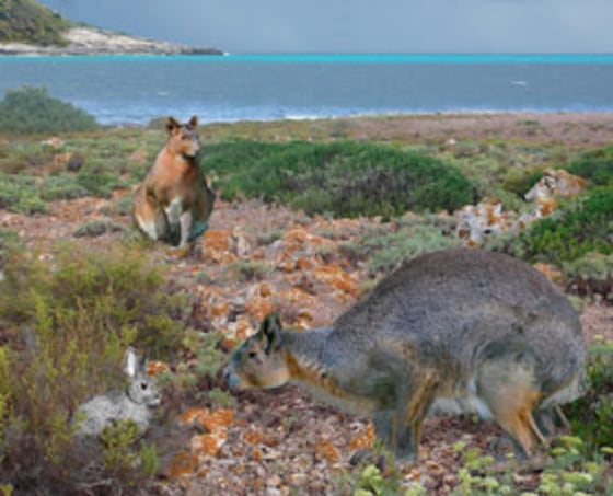 This rabbit was so enormous, it didn't even hop