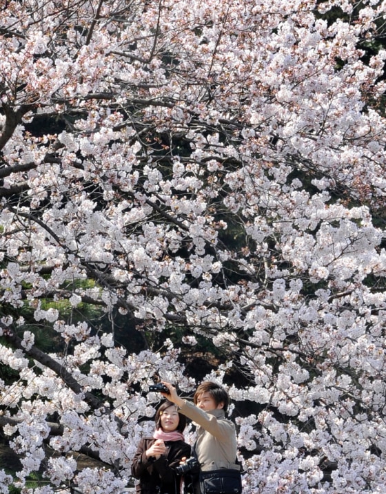 A young couple admires the cherry blossom in full-bloom at a park in Tokyo on April 3, 2010